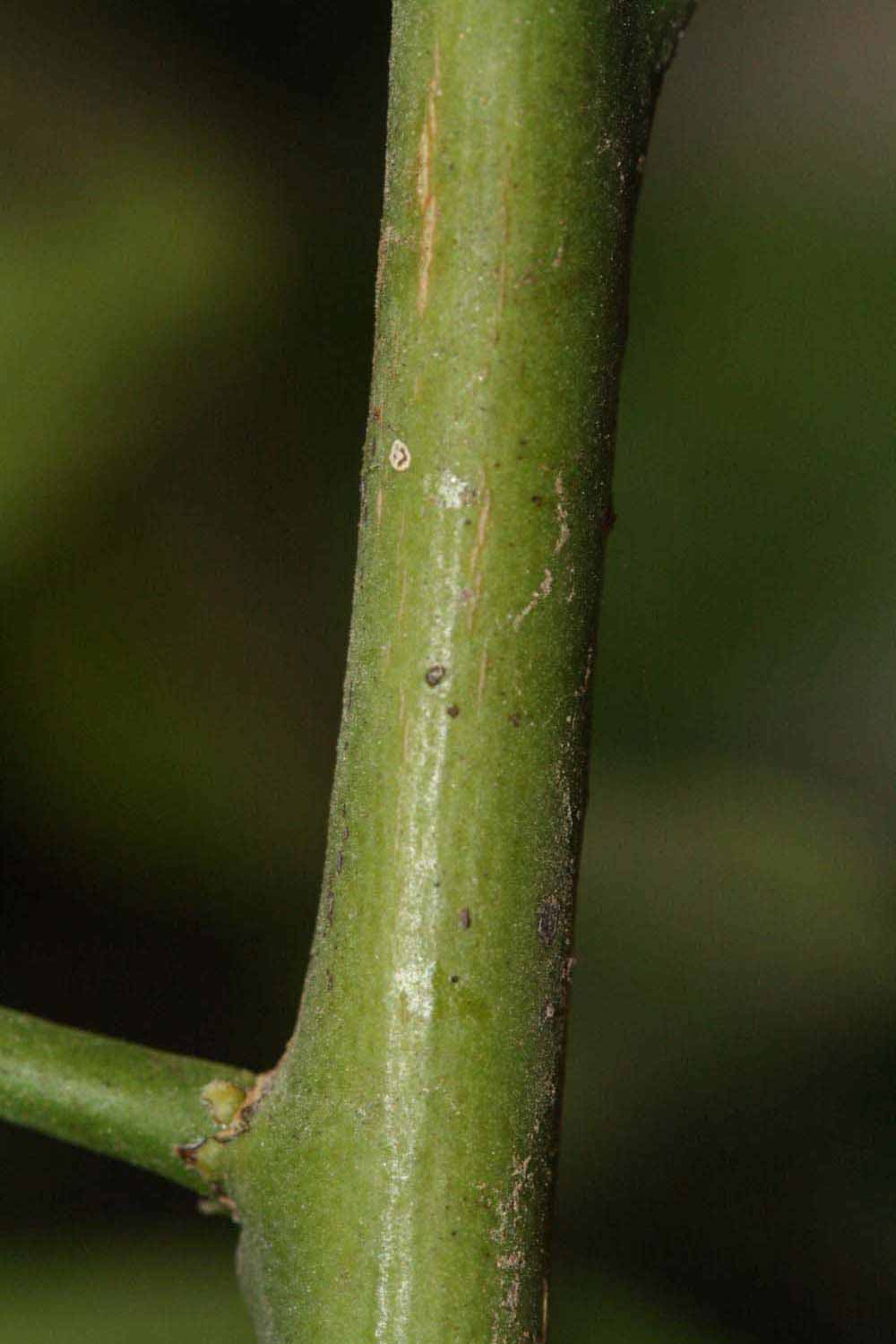            First year twig (Riverside, CA)   